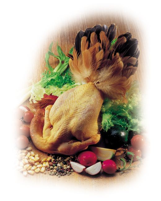 icona pollo