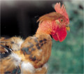 pollo icon